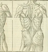 An illustration from La vraye science de la pourtraicture (1671)