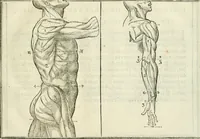 Picture 17 of 43 from La vraye science de la pourtraicture (1671), leaf 34