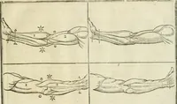 An illustration from La vraye science de la pourtraicture (1671)