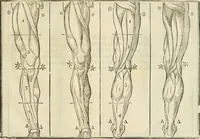 An illustration from La vraye science de la pourtraicture (1671)