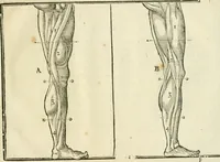 An illustration from La vraye science de la pourtraicture (1671)