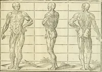 Picture 25 of 43 from La vraye science de la pourtraicture (1671), leaf 50