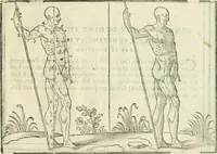 Picture 33 of 43 from La vraye science de la pourtraicture (1671), leaf 66