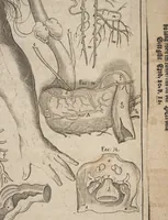 An illustration from Kleiner welt spiegel, das ist, abbildung göttlicher schöpffung an dess menschen leib : mit beygesetzer schrifftlicher Erklärung : so wo zu Gottes Weissheit : als dess menschen selbst erkandtnuss dienend (1661)