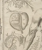An illustration from Kleiner welt spiegel, das ist, abbildung göttlicher schöpffung an dess menschen leib : mit beygesetzer schrifftlicher Erklärung : so wo zu Gottes Weissheit : als dess menschen selbst erkandtnuss dienend (1661)