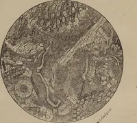 An illustration from Stones for building and decoration (1910)