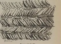 An illustration from A concise glossary of terms used in Grecian, Roman, Italian, and Gothic architecture (1905)