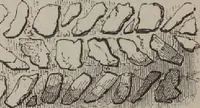 An illustration from A concise glossary of terms used in Grecian, Roman, Italian, and Gothic architecture (1905)