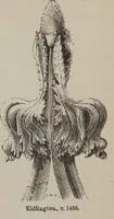 An illustration from A concise glossary of terms used in Grecian, Roman, Italian, and Gothic architecture (1905)