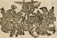 Picture 83 of 150 from Le bravvre del capitano Spavento, divise in molti ragionamenti in forma di dialogo (1618), leaf 210