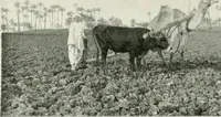 Picture 3 of 128 from Le Caire, le Nil et Memphis (1906), leaf 11