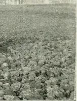 Picture 4 of 128 from Le Caire, le Nil et Memphis (1906), leaf 11