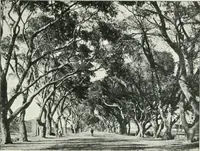 Picture 77 of 128 from Le Caire, le Nil et Memphis (1906), leaf 98