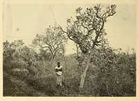 Picture 7 of 18 from Le Congo belge : initiation à la colonisation nationale (1909), leaf 78
