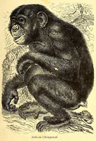 An illustration from Le Congo français illustré : géographie, ethnographie et histoire générale des découvertes dan le Bassin du Congo (1890)