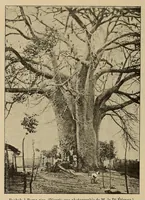Picture 7 of 13 from Le Congo illustré (1891), leaf 104