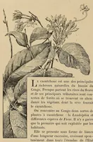 Picture 8 of 13 from Le Congo illustré (1891), leaf 126
