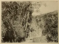 An illustration from Le Congo illustré (1891)