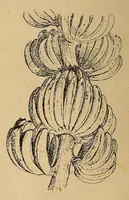 An illustration from Le Congo illustré (1891)