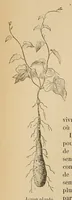 An illustration from Le Congo illustré (1891)