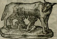 An illustration from Le cose maravigliose dell'alma citta di Roma : anfiteatro del mondo (1600)