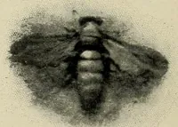 An illustration from Le costume en Provence (1909)