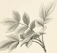 An illustration from Lectures on architecture and painting : delivered at Edinburgh in November 1853 (1856)