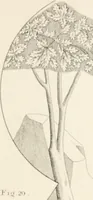 An illustration from Lectures on architecture and painting : delivered at Edinburgh in November 1853 (1856)