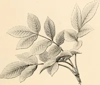 An illustration from Lectures on architecture and painting, delivered at Edinburgh in November, 1853 (1854)