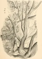 An illustration from Lectures on architecture and painting, delivered at Edinburgh in November, 1853 (1854)
