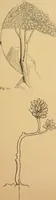 An illustration from Lectures on architecture and painting, delivered at Edinburgh in November 1853 (1892)