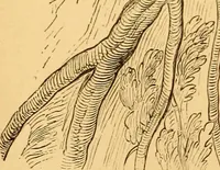 An illustration from Lectures on architecture and painting, delivered at Edinburgh in November 1853 (1892)