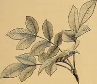 An illustration from Lectures on architecture and painting, delivered at Edinburgh in November 1853 (1892)
