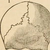 An illustration from Lectures on phrenology, including its application to the present and prospective condition of the United States (1840)