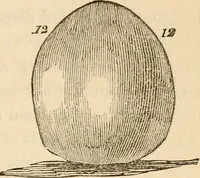 An illustration from Lectures on phrenology, including its application to the present and prospective condition of the United States (1840)