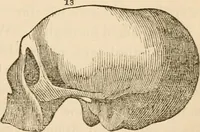 An illustration from Lectures on phrenology, including its application to the present and prospective condition of the United States (1840)