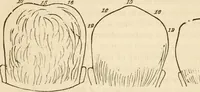 An illustration from Lectures on phrenology, including its application to the present and prospective condition of the United States (1840)