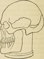 An illustration from Lectures on phrenology, including its application to the present and prospective condition of the United States (1840)