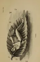 Picture 13 of 48 from Lectures on sculpture, as delivered before the president and members of the Royal Academy (1865), leaf 358