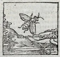 Picture 26 of 27 from Le description philosophale de la nature & condition des oyseaux & de l'inclination & proprieté d'iceux (1571), leaf 100