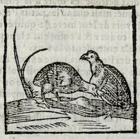 Picture 3 of 27 from Le description philosophale de la nature & condition des oyseaux & de l'inclination & proprieté d'iceux (1571), leaf 41