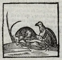 Picture 6 of 27 from Le description philosophale de la nature & condition des oyseaux & de l'inclination & proprieté d'iceux (1571), leaf 58