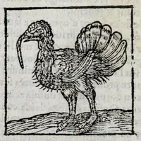 Picture 11 of 27 from Le description philosophale de la nature & condition des oyseaux & de l'inclination & proprieté d'iceux (1571), leaf 68