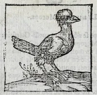 Picture 13 of 27 from Le description philosophale de la nature & condition des oyseaux & de l'inclination & proprieté d'iceux (1571), leaf 76