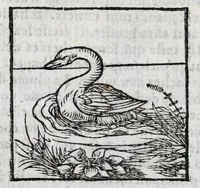Picture 14 of 27 from Le description philosophale de la nature & condition des oyseaux & de l'inclination & proprieté d'iceux (1571), leaf 78