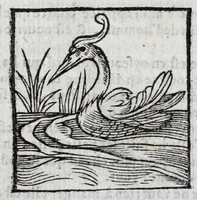 Picture 16 of 27 from Le description philosophale de la nature & condition des oyseaux & de l'inclination & proprieté d'iceux (1571), leaf 82