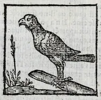 Picture 17 of 27 from Le description philosophale de la nature & condition des oyseaux & de l'inclination & proprieté d'iceux (1571), leaf 84