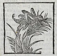 Picture 19 of 27 from Le description philosophale de la nature & condition des oyseaux & de l'inclination & proprieté d'iceux (1571), leaf 86