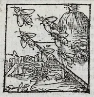Picture 20 of 27 from Le description philosophale de la nature & condition des oyseaux & de l'inclination & proprieté d'iceux (1571), leaf 88