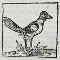 Picture 24 of 27 from Le description philosophale de la nature & condition des oyseaux & de l'inclination & proprieté d'iceux (1571), leaf 96